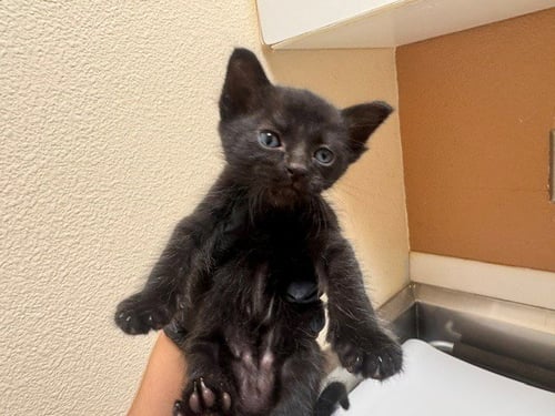 SARGE - Domestic Short Hair available for adoption