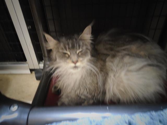 PRINCESS YETI - Maine Coon available for adoption