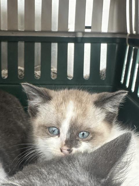 GRAVY - Snowshoe available for adoption