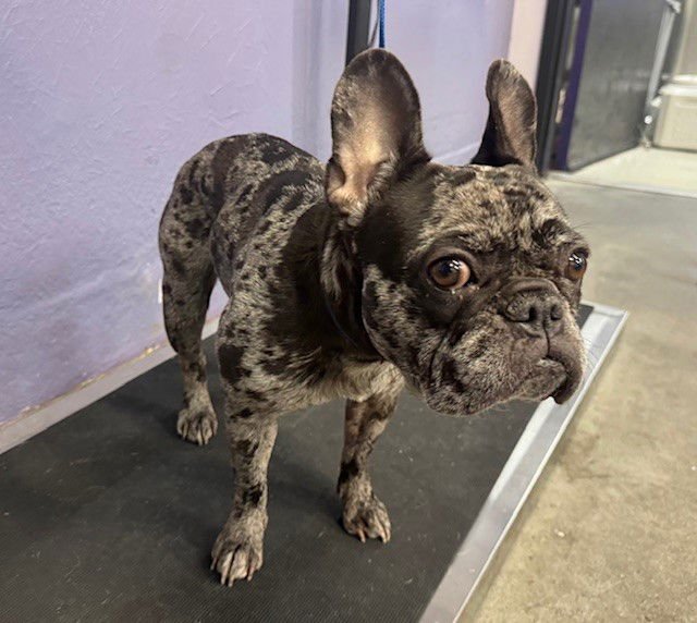 CHLOE - French Bulldog available for adoption