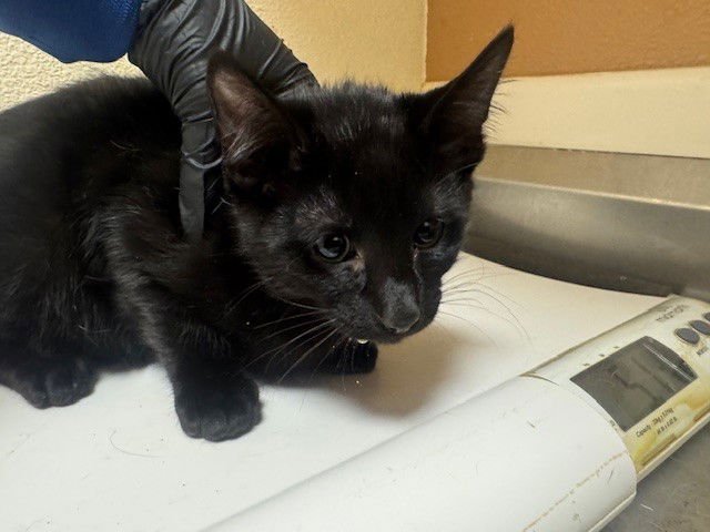 DICE - Domestic Short Hair available for adoption