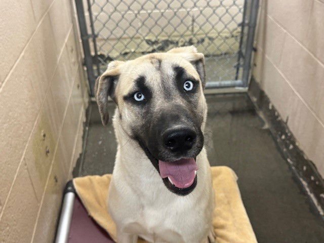 PENNE - Great Dane / Siberian Husky available for adoption