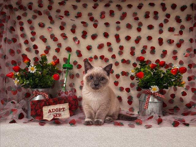 YETI Image