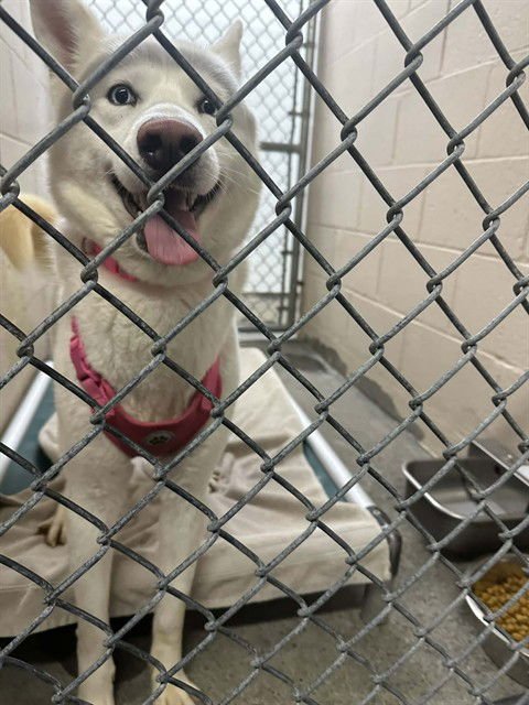 SHRIMP - Husky available for adoption