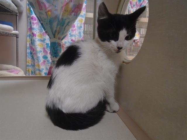 GUY - Domestic Short Hair available for adoption