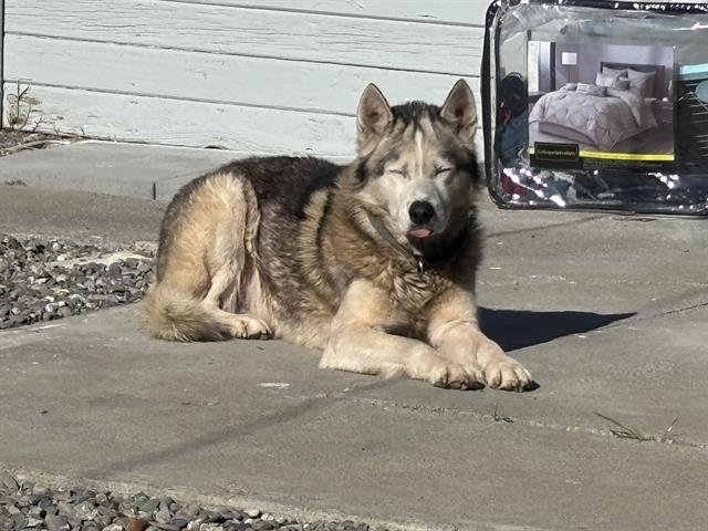 TURNIP - Siberian Husky / Alaskan Malamute available for adoption