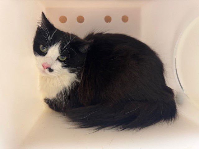 BLUE - Domestic Short Hair available for adoption