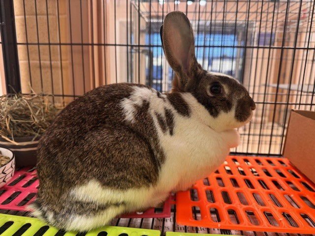 FLOWER - English Spot available for adoption