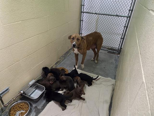 WILMA - German Shepherd Dog available for adoption