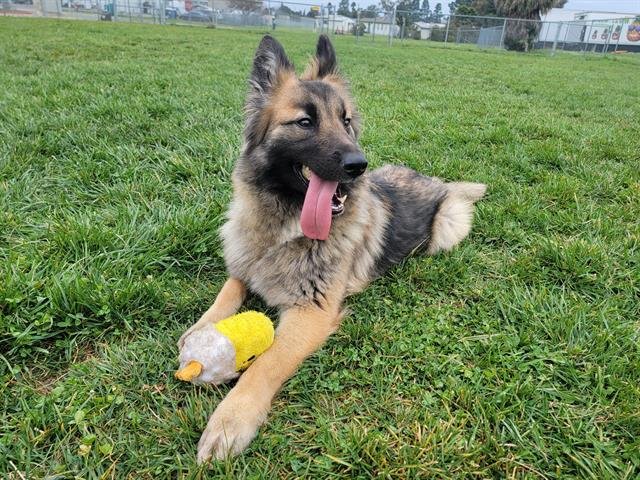 KIERAN - German Shepherd Dog available for adoption