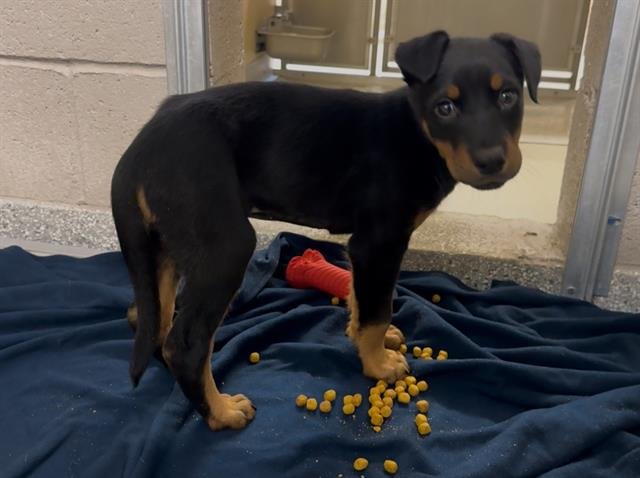 FREYJA - German Shepherd Dog available for adoption