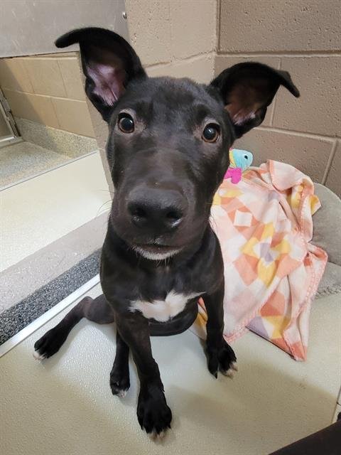 OREO - German Shepherd Dog available for adoption