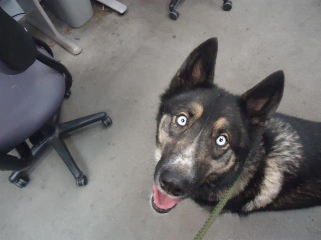 MEEKO - Siberian Husky / German Shepherd Dog available for adoption
