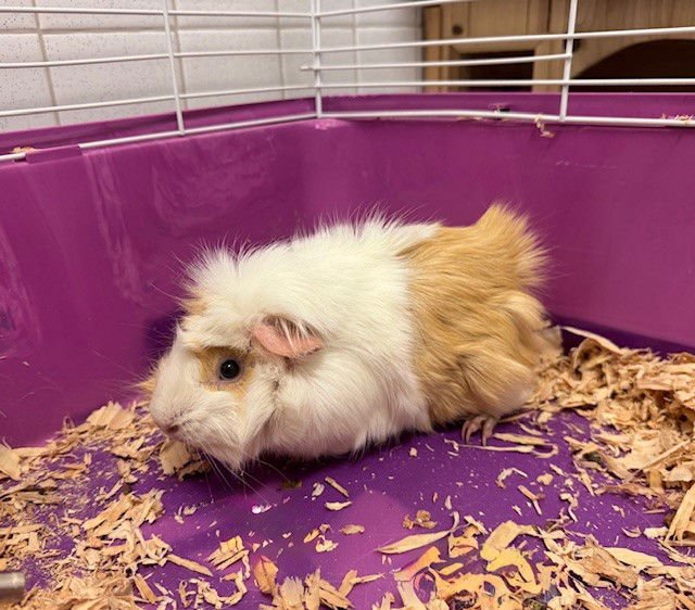 PIPER - Guinea Pig available for adoption
