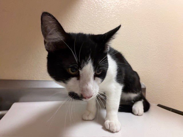 LIP - Domestic Short Hair available for adoption