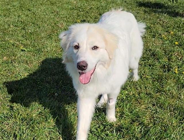 LADY - Great Pyrenees available for adoption