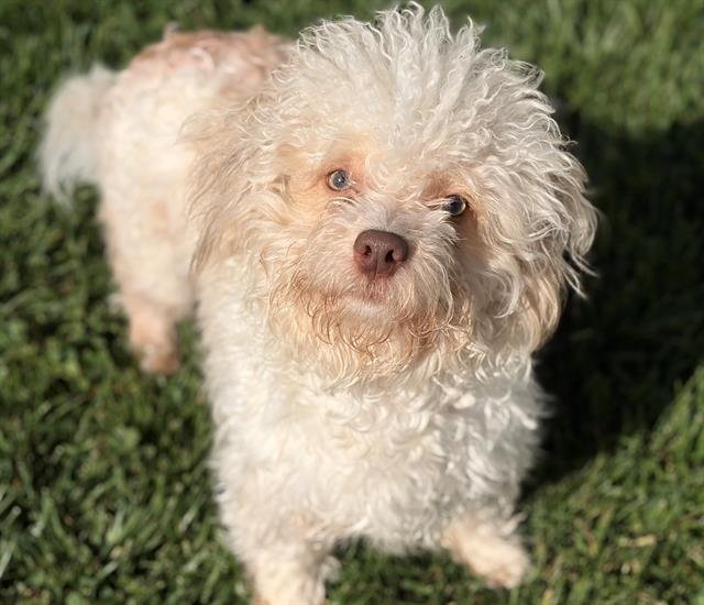 DREW - Poodle (Miniature) available for adoption