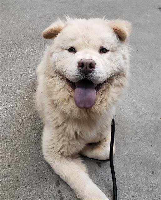 PUFFLE CREAMPUFF - Chow Chow available for adoption