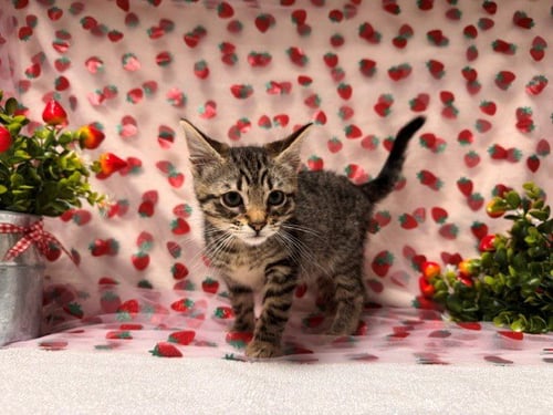 FRIED CHICKEN - Domestic Short Hair available for adoption