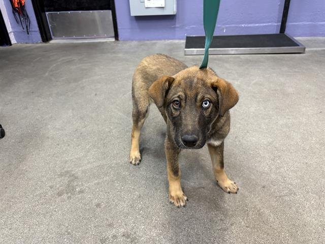 NOLAN - Belgian Shepherd Malinois / Siberian Husky available for adoption