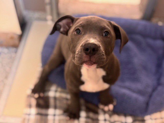 LAMBDA - Pit Bull Terrier available for adoption