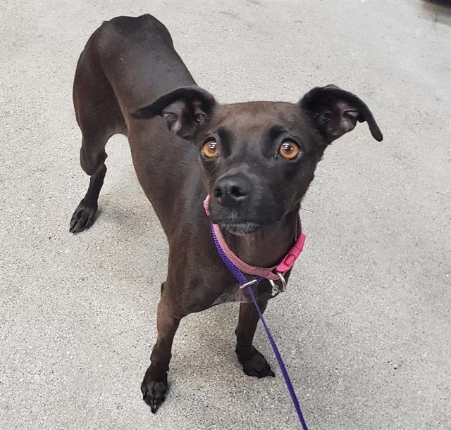 LOLA - Chihuahua available for adoption