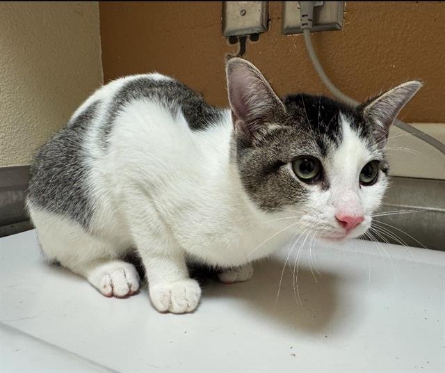 DOMINO - Domestic Short Hair available for adoption