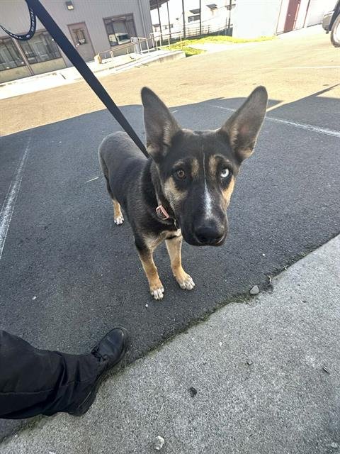 NELLY - German Shepherd Dog / Husky available for adoption