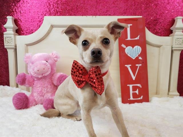 MURPHY - Chihuahua available for adoption