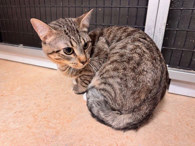 HEBREW - Domestic Short Hair available for adoption