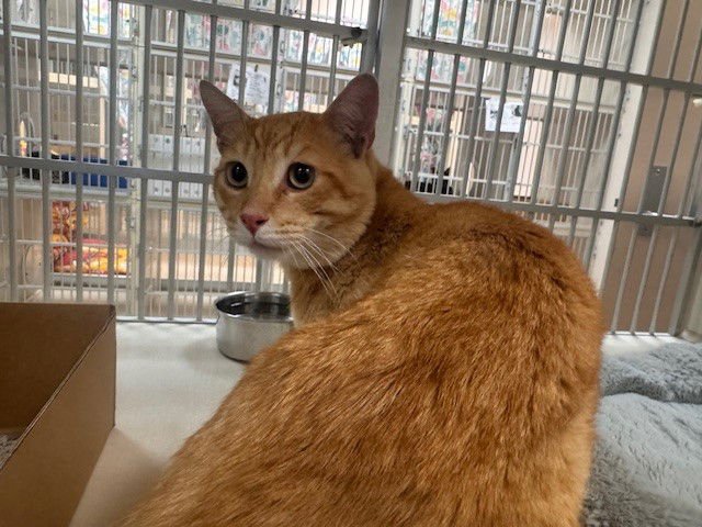 SNOOPY - Domestic Short Hair available for adoption