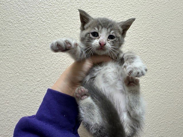 MELODY - Domestic Short Hair available for adoption