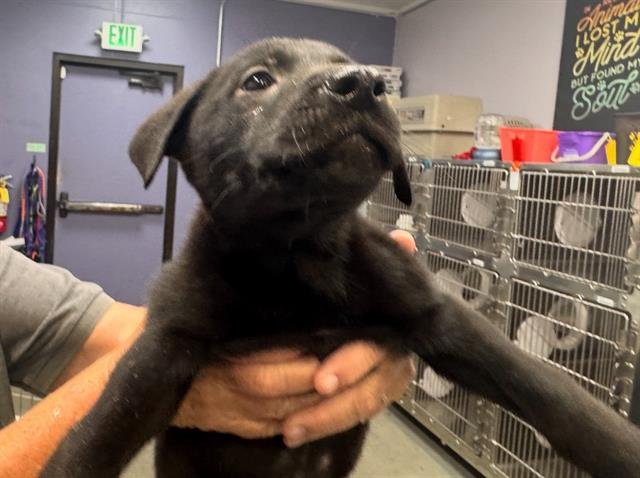 BROCK - Labrador Retriever available for adoption