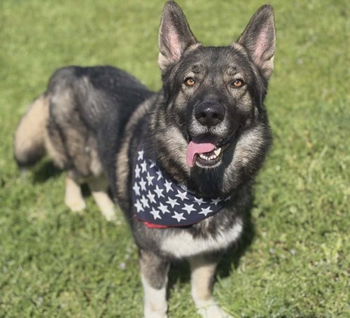 TYRONE - German Shepherd Dog / Husky available for adoption