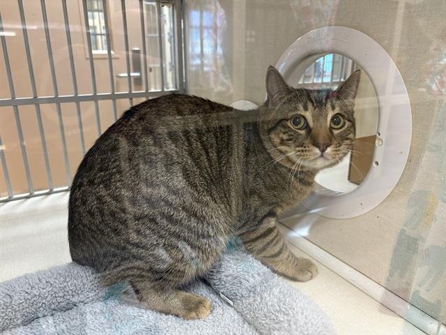 RAUL - Domestic Short Hair available for adoption