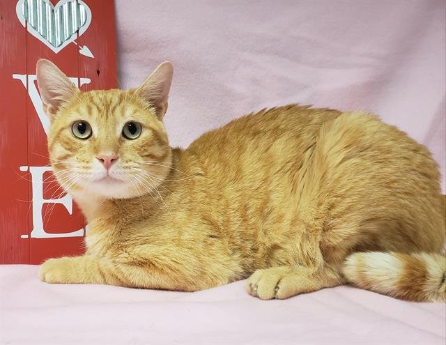 SNOOPY - Domestic Short Hair available for adoption