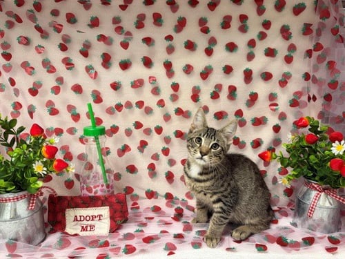 JACK - Domestic Short Hair available for adoption