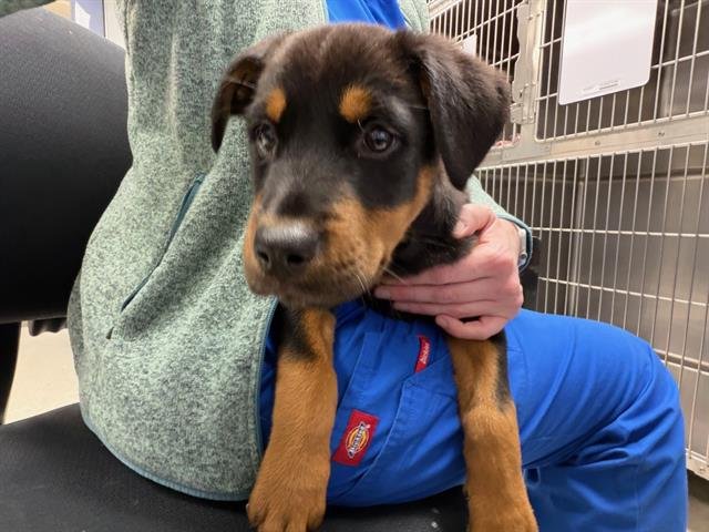 SPADE - German Shepherd Dog available for adoption