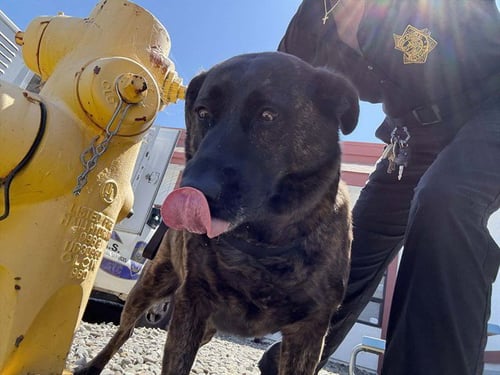 SOPHIE - Dutch Shepherd available for adoption