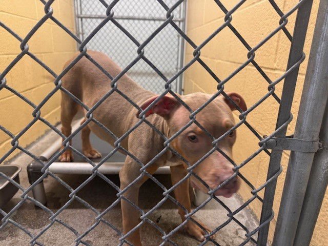 TOMB RAIDER - Pit Bull Terrier available for adoption