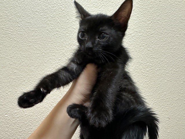 MARY - Domestic Short Hair available for adoption