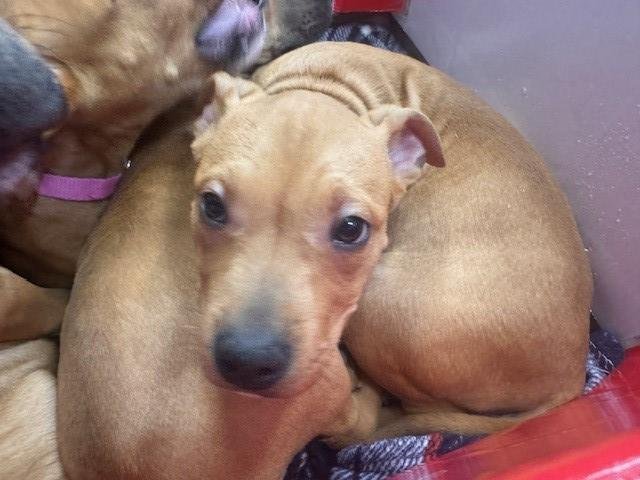 ELIZA - Pit Bull Terrier available for adoption