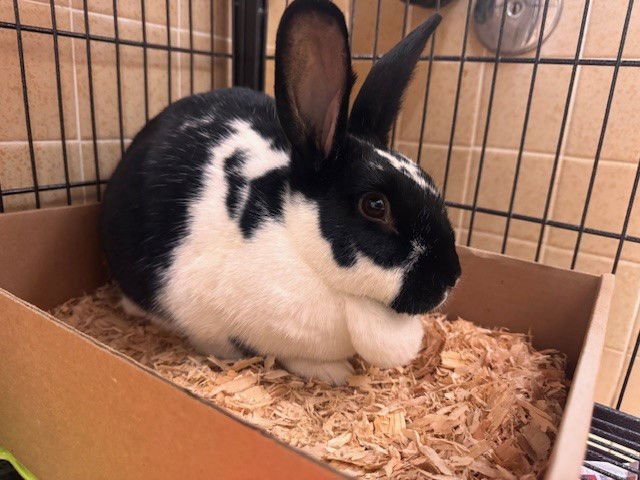 PRIMAVERA - English Spot available for adoption