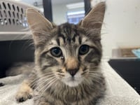 STITCH - Photo 1