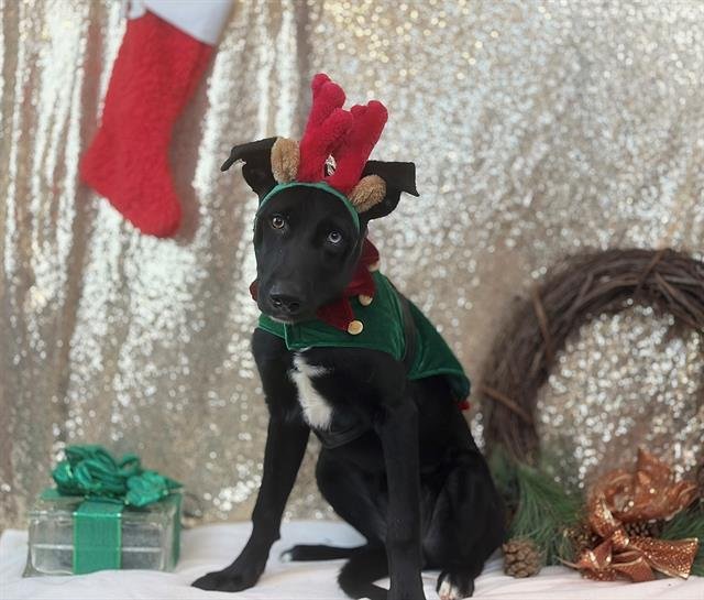 JESTER - German Shepherd Dog / Siberian Husky available for adoption