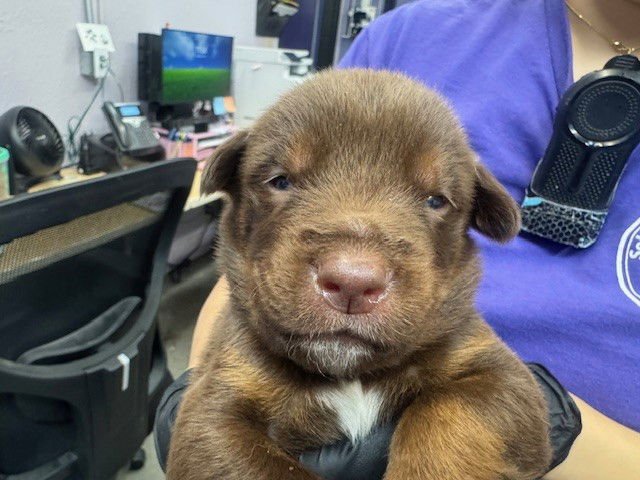 MALDOSIA - German Shepherd Dog available for adoption