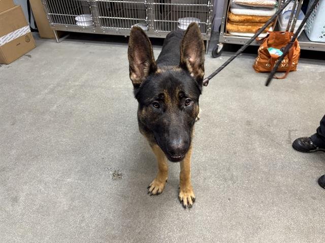 MARVIN - German Shepherd Dog available for adoption