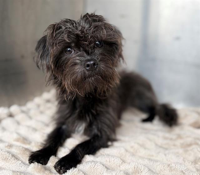 MIMI - Maltese / Yorkshire Terrier Yorkie available for adoption