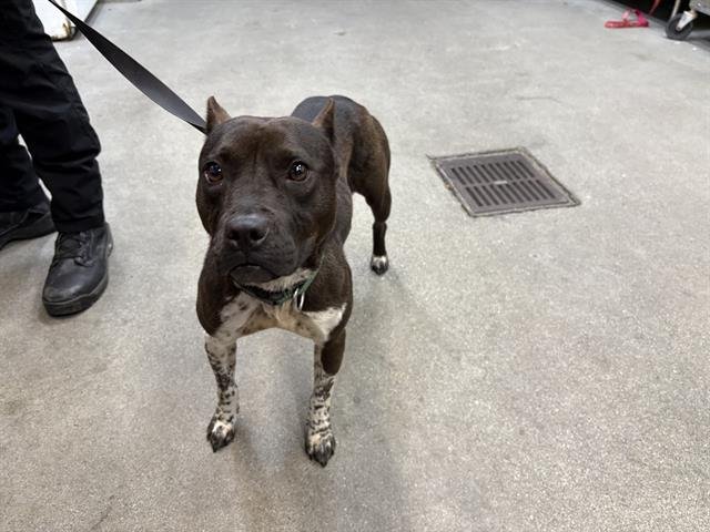 TRUDY - Pit Bull Terrier available for adoption