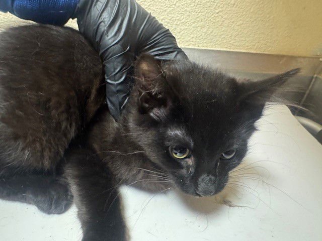 MONOPOLY - Domestic Short Hair available for adoption